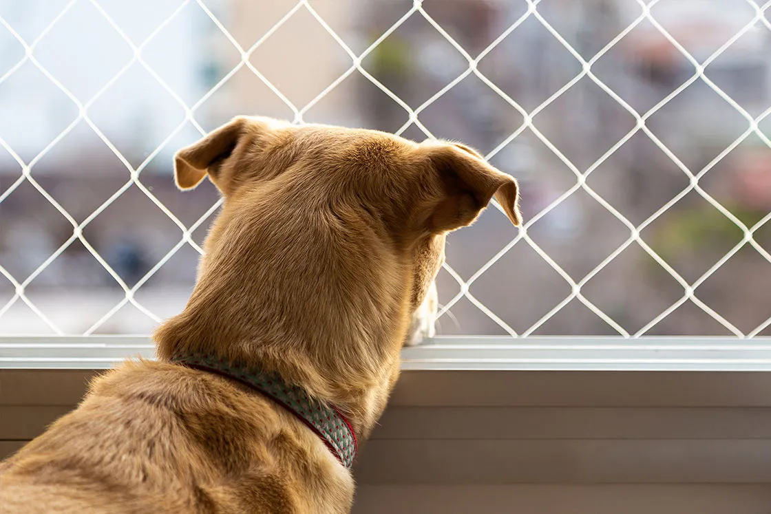 Pet Safety Net Pune