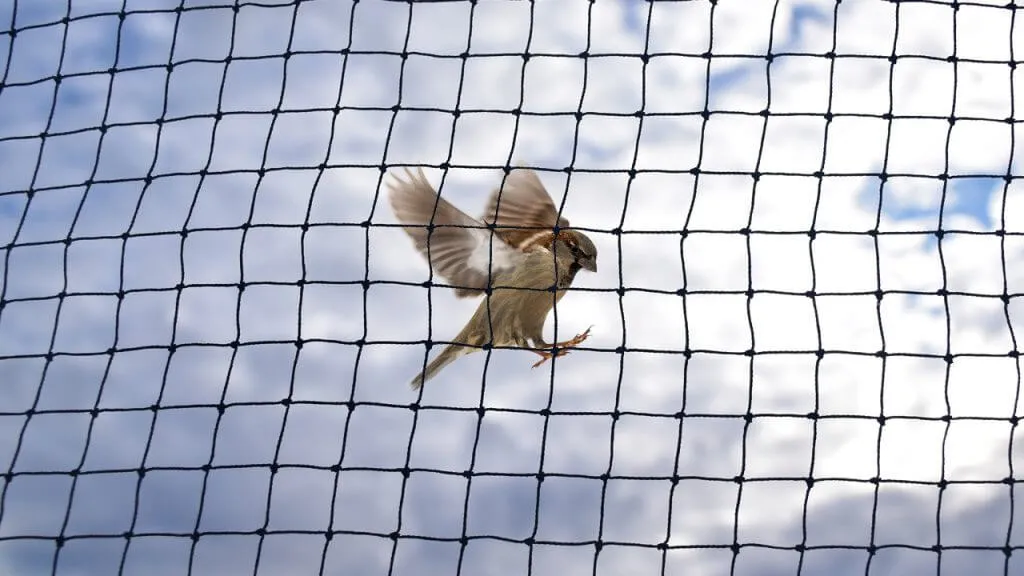 Anti Bird Net Installation